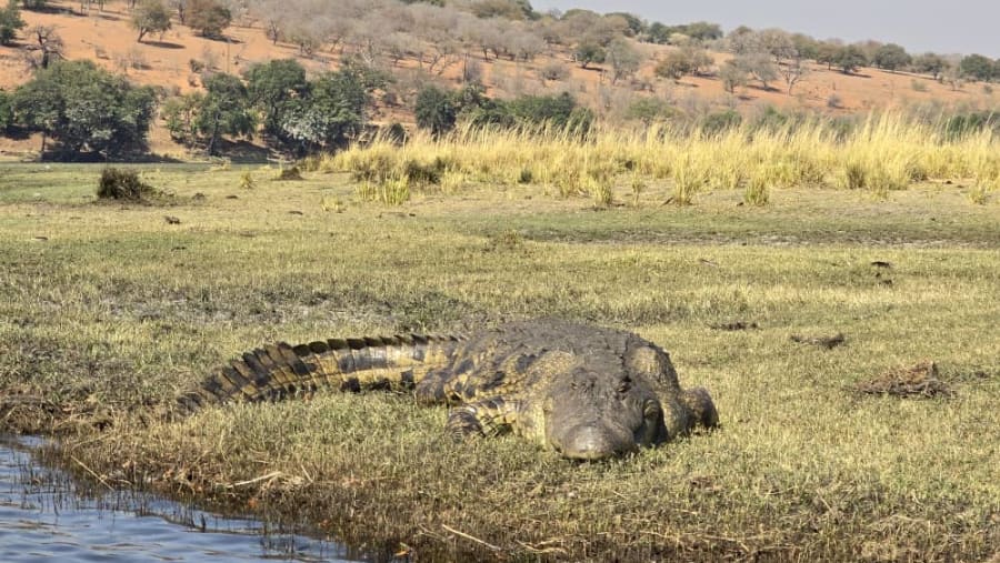 Spot the enchanting Nile crocodile at Hwange National Park
