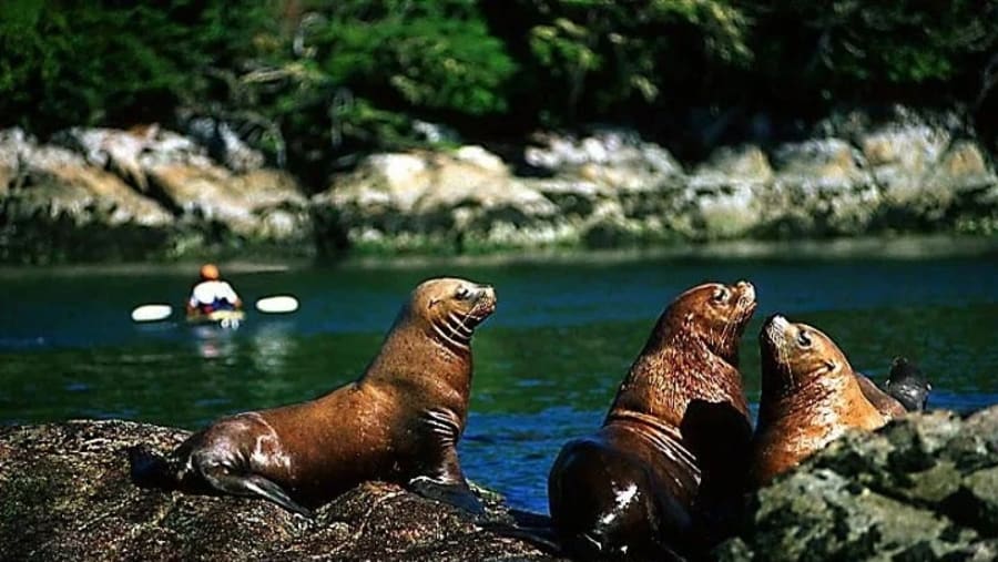 Steller sea lions