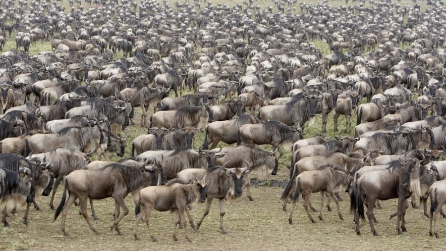 Wildebeest Migration