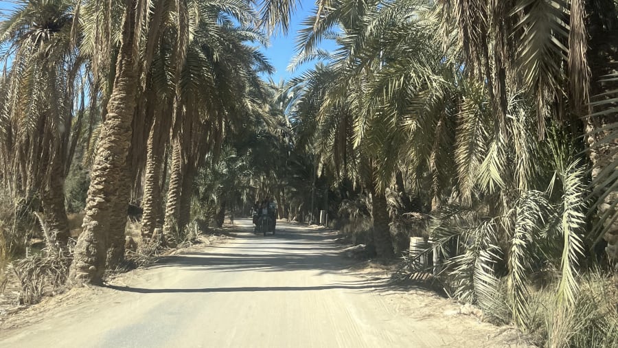 as tamareiras do oasis d siwa
