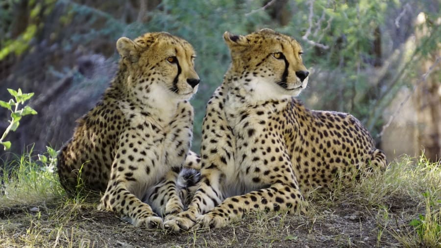 De Wildt Cheetah Centre
