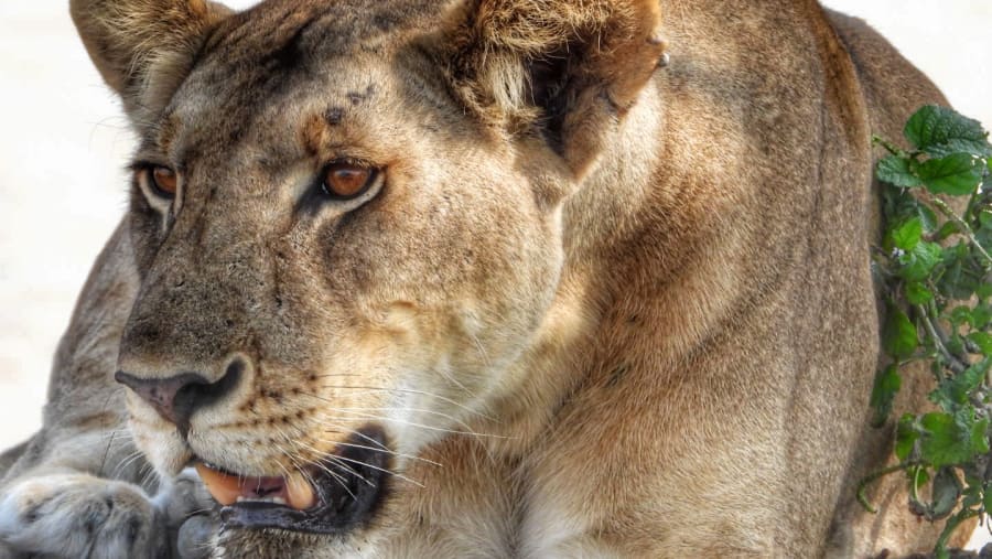 Witness the African wildlife