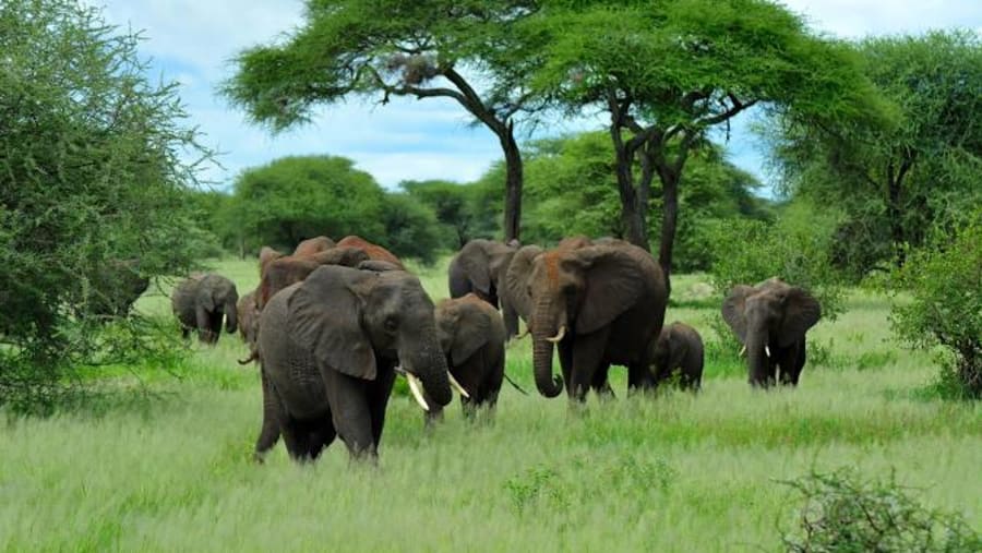 Elephant Sighting at Serengetti National Park