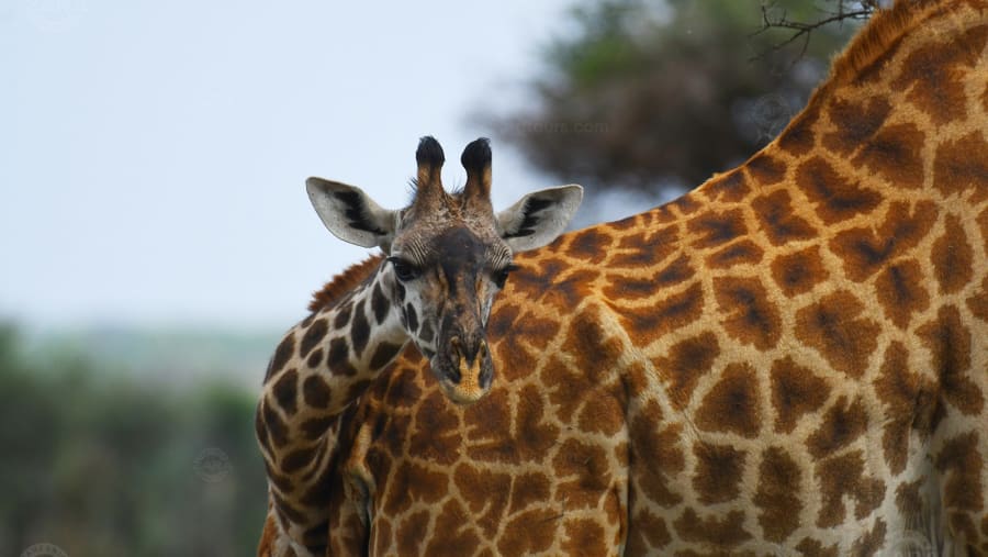 Giraffe