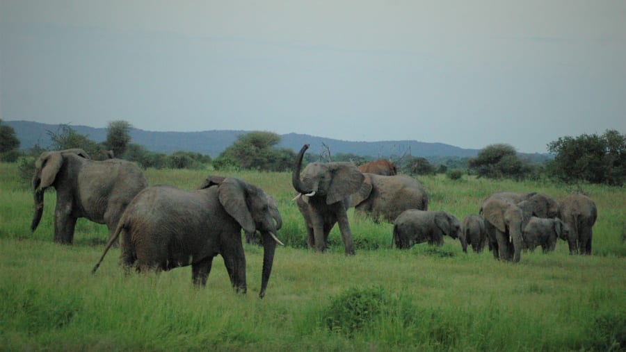 Elephants at Mikumi National Park