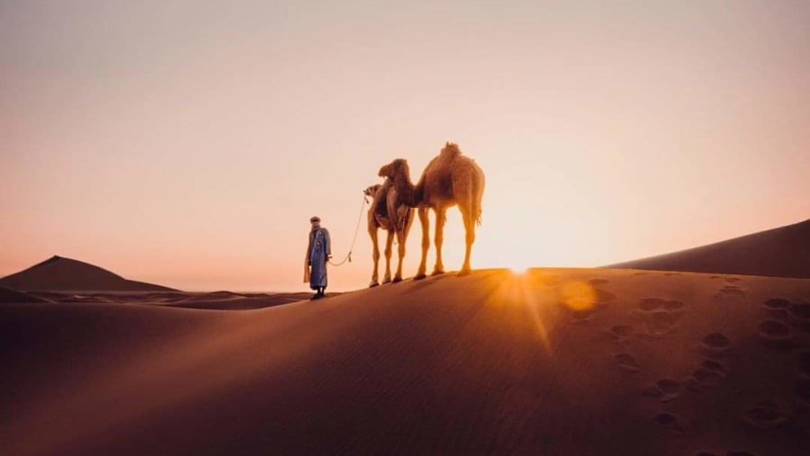 Camel Ride
