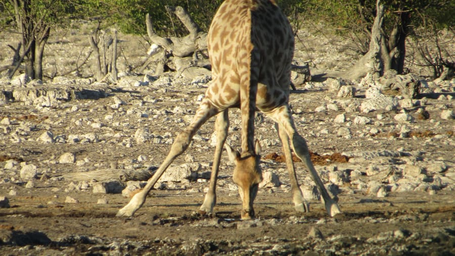 Giraffe