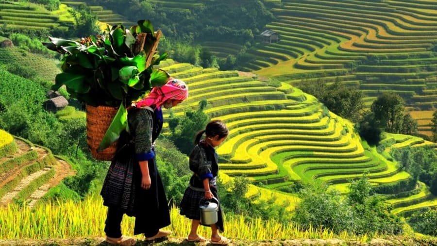 Terraced Rice Fields
