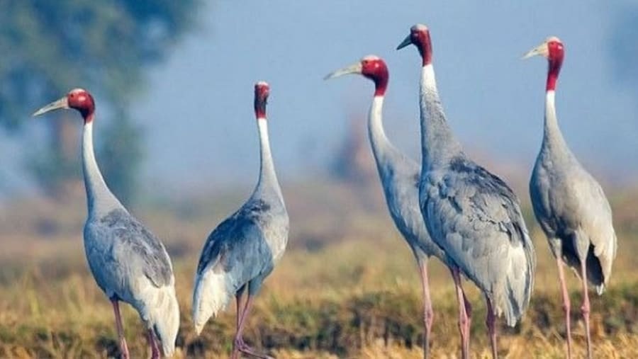 Bharatpur Bird Sanctuary