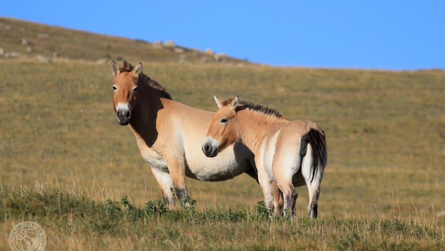 Przewalski’s wild horses
