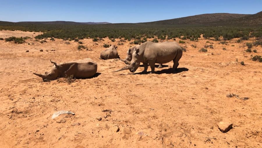 See Rhinos playing around