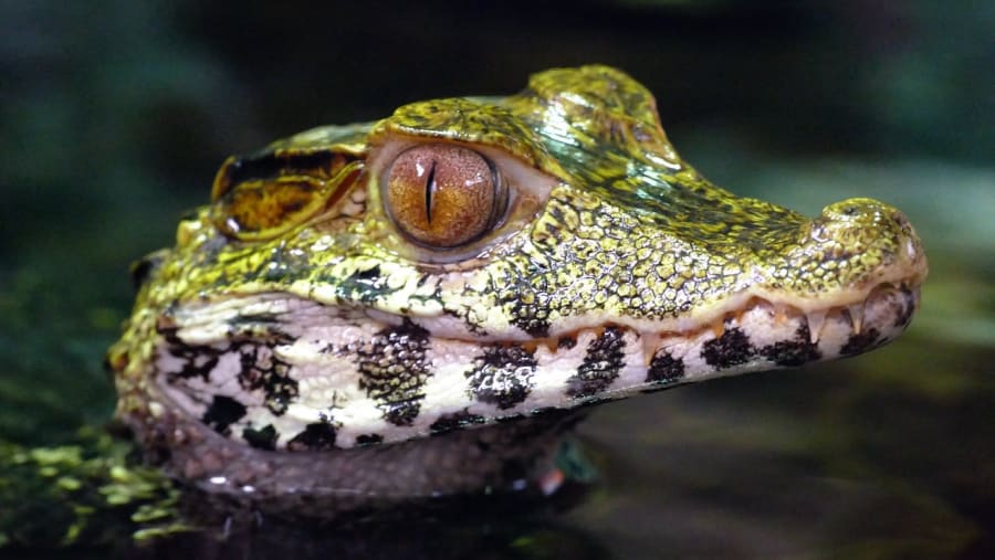 Look for Caimans in the lagoon in Nauta