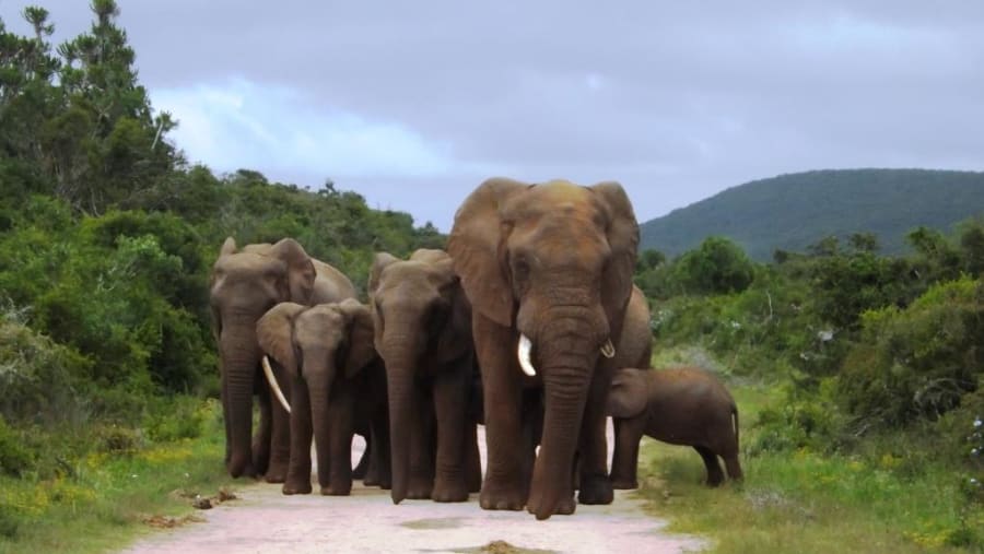 Herd of Elephants