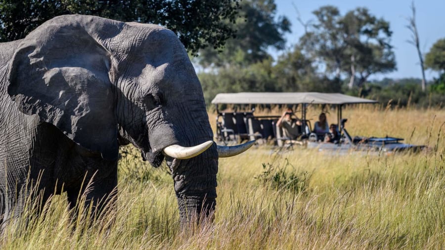 Viewing Elephants