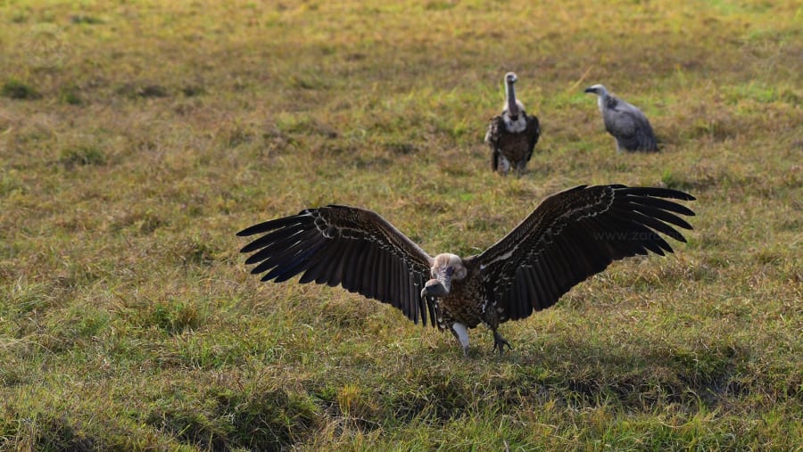 vultures looking for food