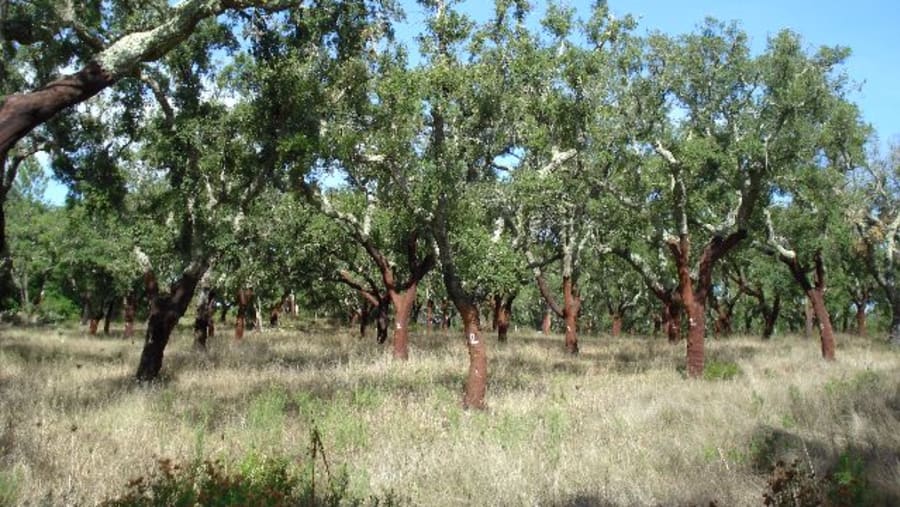 Cork Forests