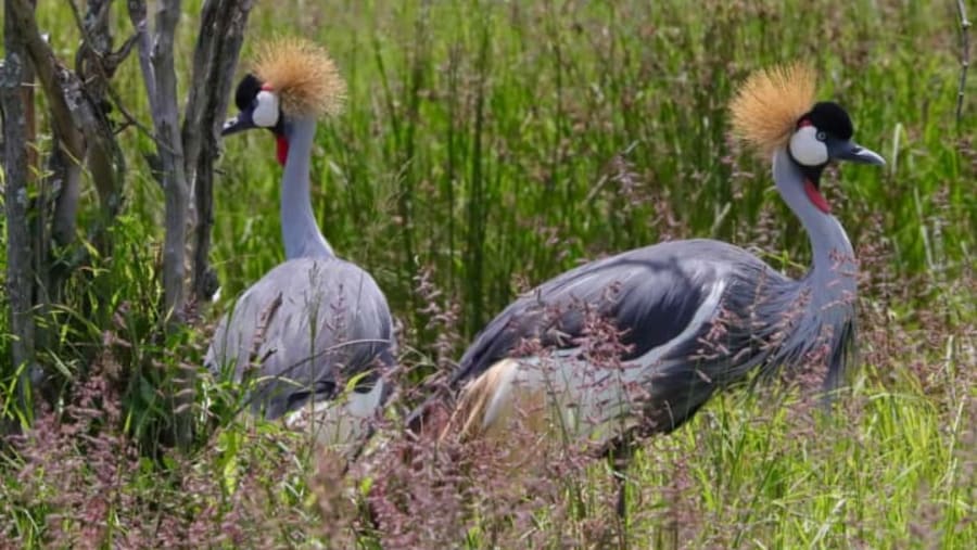 Grey crowned crane
