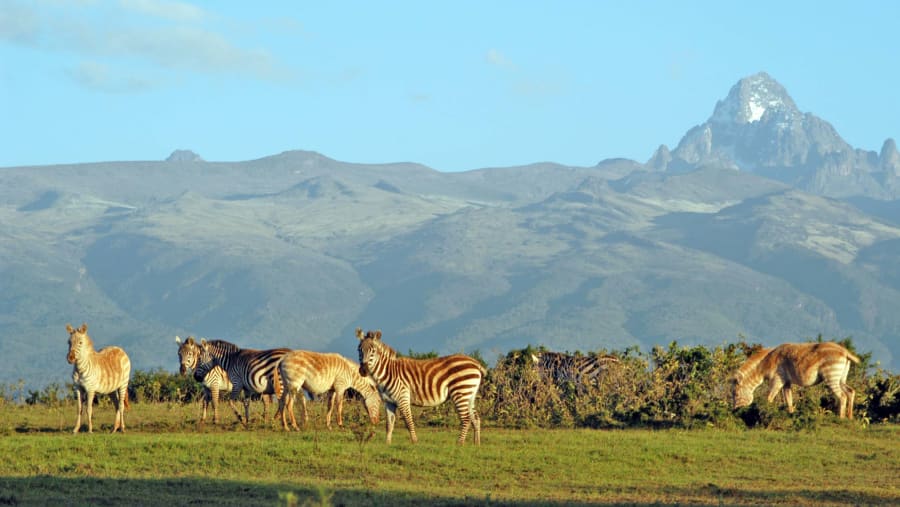 Witness the vibrant wildlife at the Mount Kenya National Park in Kenya