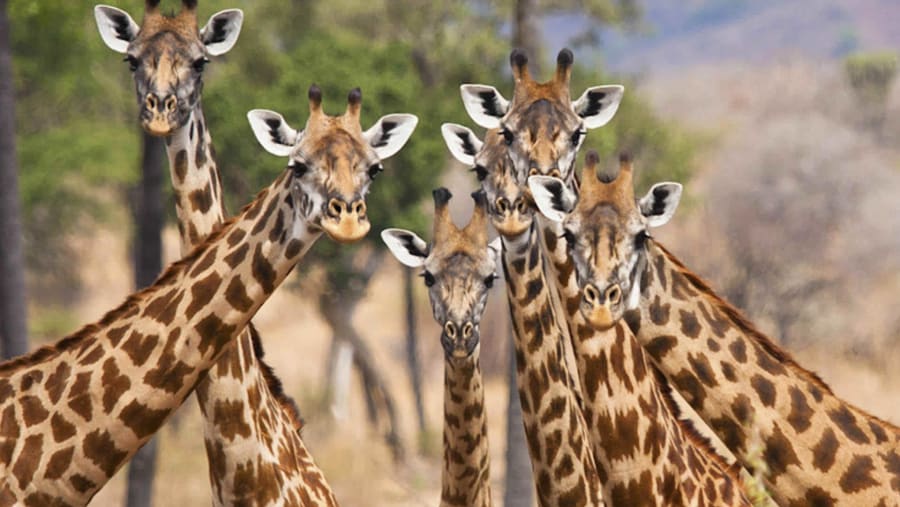 Giraffes in Mikumi National Park