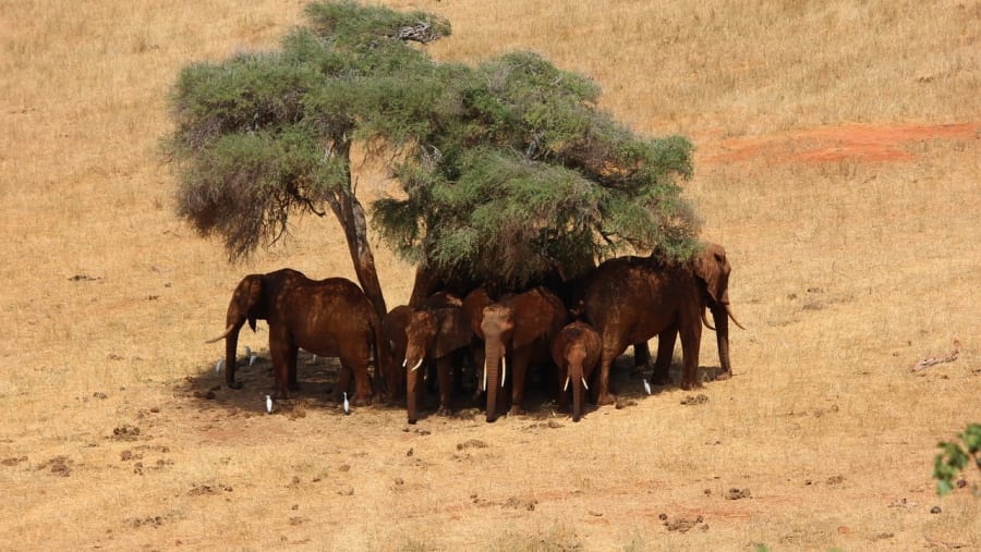 Elephants standing under shade at Tsavo West National Park