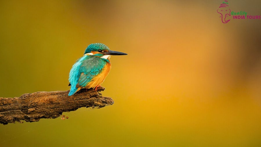 Bharatpur Bird Sanctuary / Keoladeo National Park