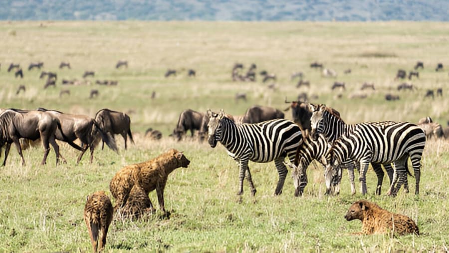 Zebras