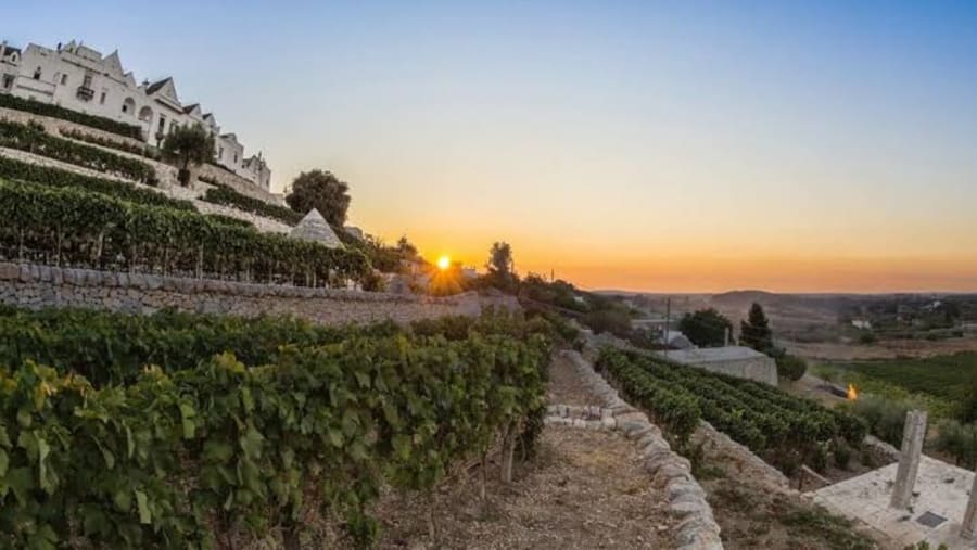 Locorotondo Vineyard