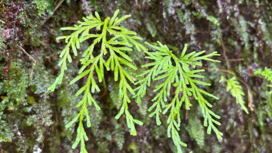 Moss and ferns.