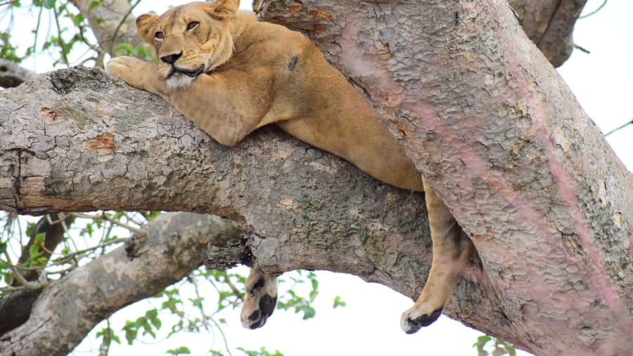 Lake Manyara's tree-climbings Lions