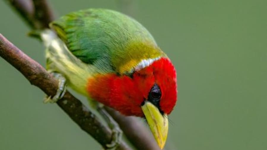 Birdwatching in Mindo