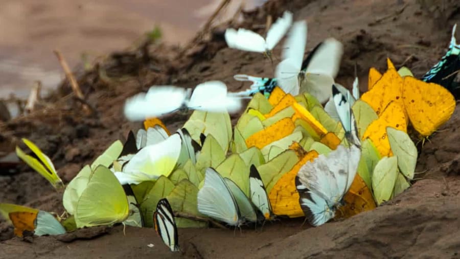 Butterflt