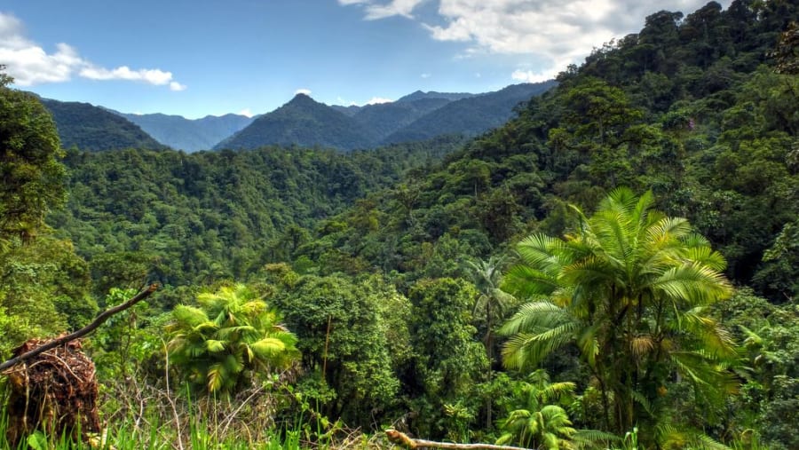 Mindo Forest