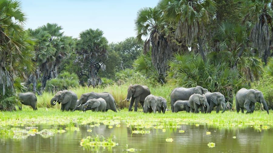 Elephants Bathing in the Pond