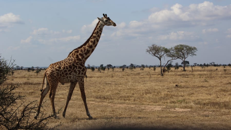 Mikumi National Park