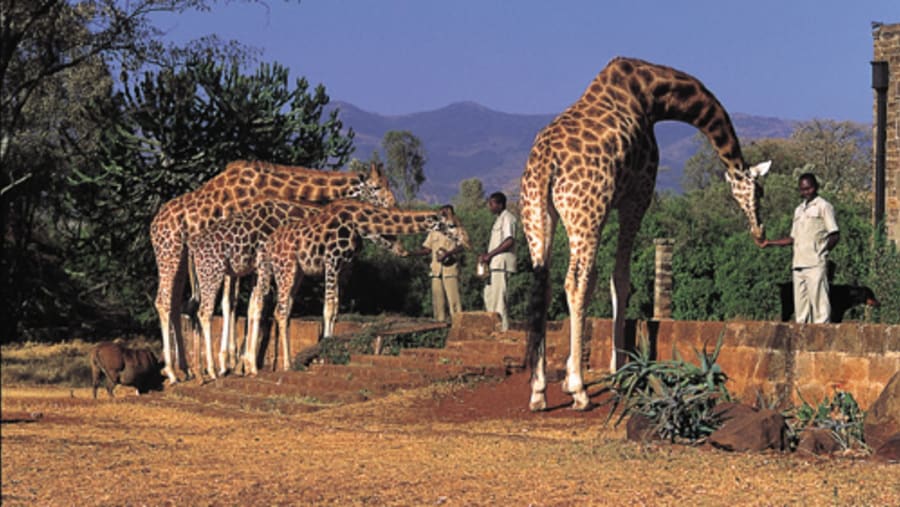 Visit the Giraffe Centre of Nairobi