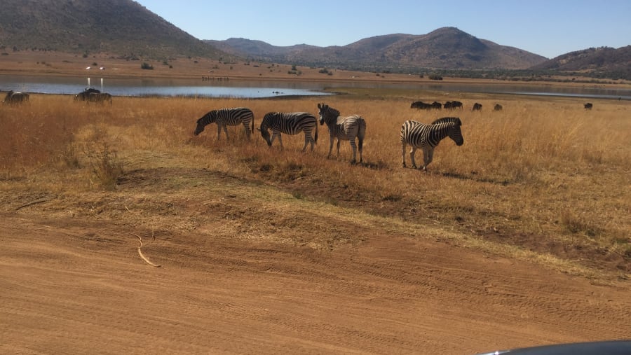 Wild Zebras at Pilanesberg