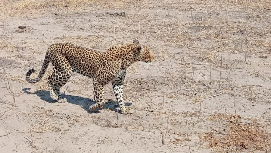 Panthera