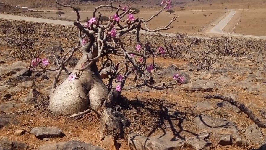 Desert Rose