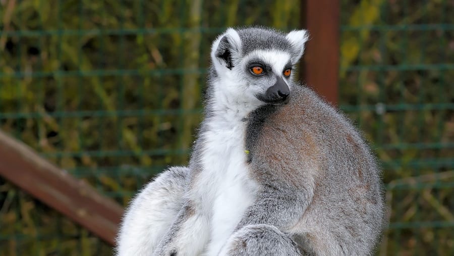 Ring-tailed Lemur
