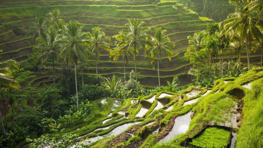 Beautiful view of rice terrace plantation