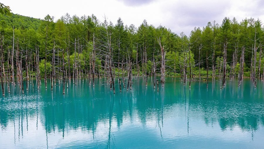Blue Pond Biei