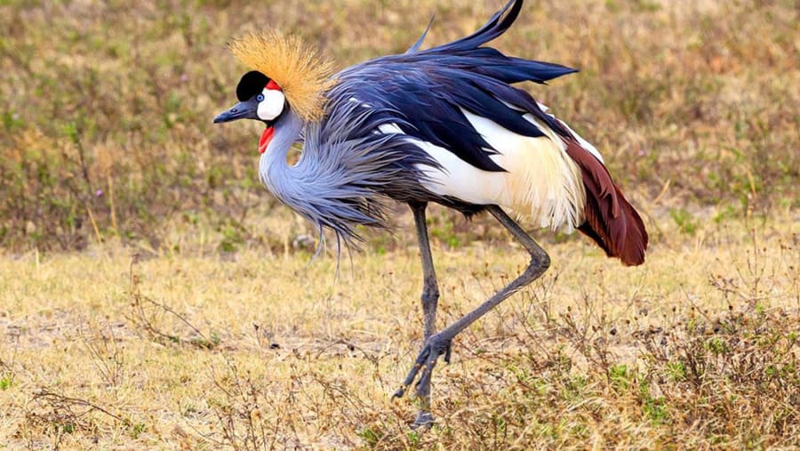 Spot unique birds
