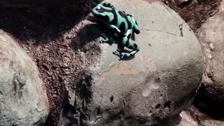 Green and black poison dart frog