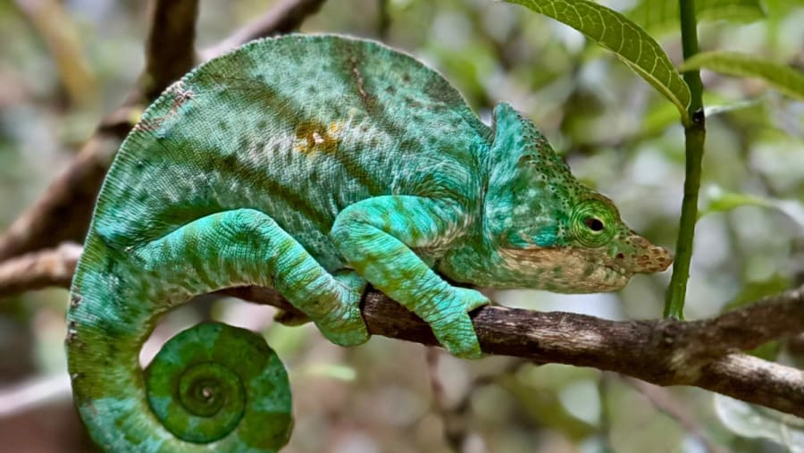Spot Parson's chameleon