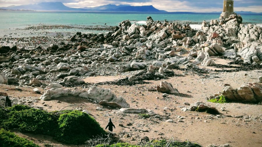 Penguins on the Beach