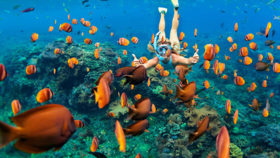 Snorkelling and Safari Blue Tour