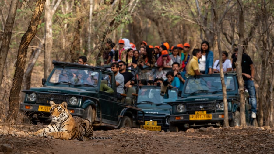Showstopper wild  male Tiger road block inside a Panna National Park .