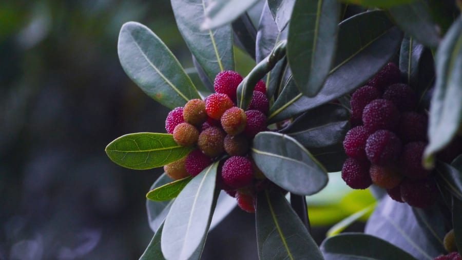 Local berries