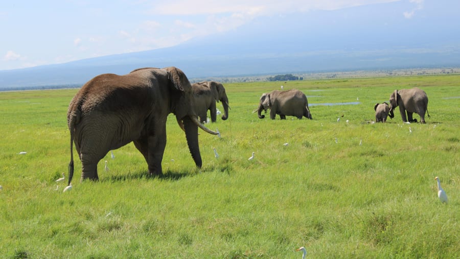 African bush elephants