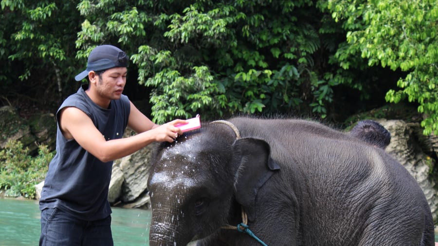 Elephant